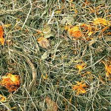 Foin de prairie au pissenlit